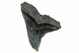 Huge, Snaggletooth Shark (Hemipristis) Tooth - South Carolina #280074-1